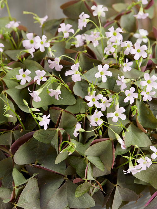 Oxalis triangularis 'Sanne', commonly known as False Shamrock or Purple Shamrock