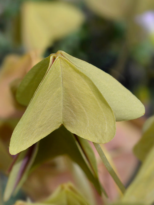 Oxalis triangularis 'Sanne', commonly known as False Shamrock or Purple Shamrock