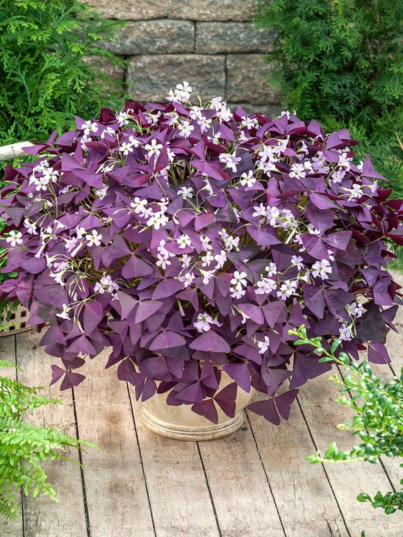 Oxalis triangularis 'Mijke', commonly known as Purple Shamrock or False Shamrock