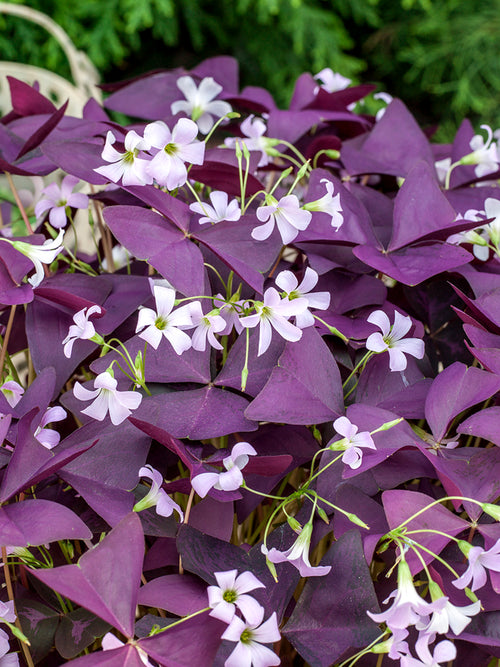 Oxalis triangularis 'Mijke', commonly known as Purple Shamrock or False Shamrock