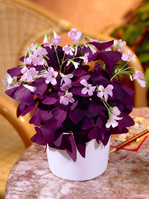 Oxalis triangularis 'Mijke', commonly known as Purple Shamrock or False Shamrock