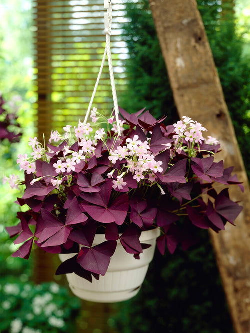 Oxalis triangularis 'Mijke', commonly known as Purple Shamrock or False Shamrock