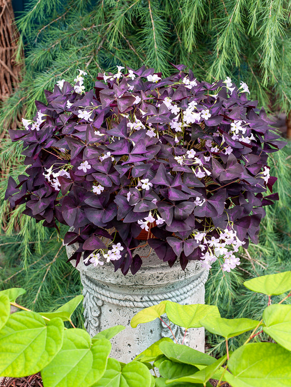 Oxalis triangularis 'Sunny', commonly known as Purple Shamrock or False Shamrock