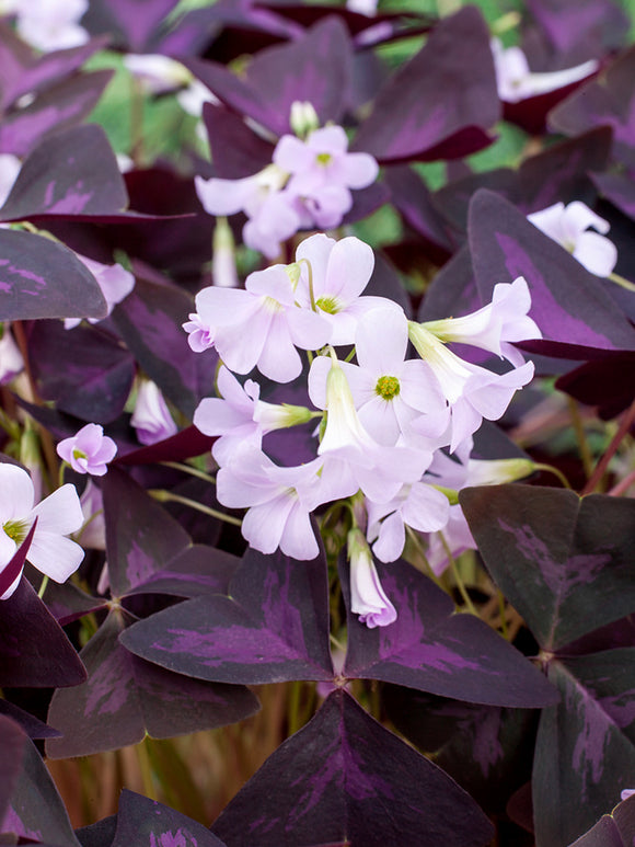 Oxalis triangularis 'Sunny', commonly known as Purple Shamrock or False Shamrock