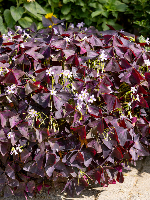 Oxalis triangularis 'Sunny', commonly known as Purple Shamrock or False Shamrock