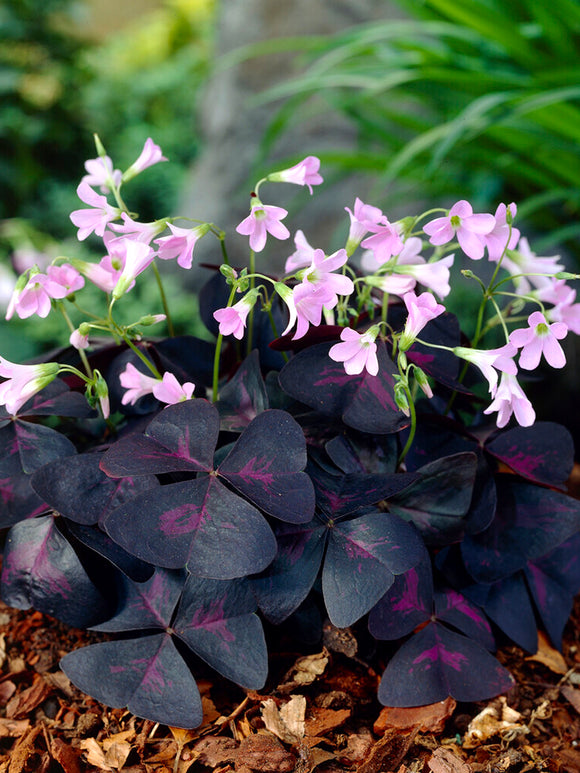 Oxalis triangularis 'Sunny', commonly known as Purple Shamrock or False Shamrock