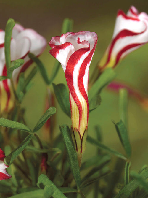 Oxalis Versicolor, commonly known as Candy Cane Sorrel