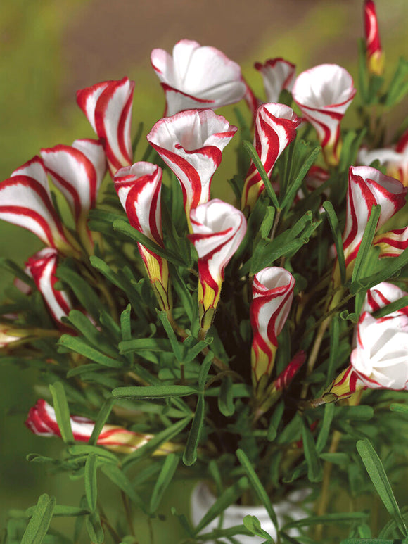 Oxalis Versicolor, commonly known as Candy Cane Sorrel