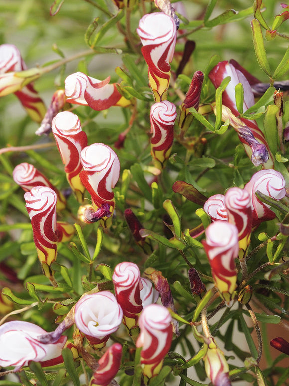 Oxalis Versicolor, commonly known as Candy Cane Sorrel