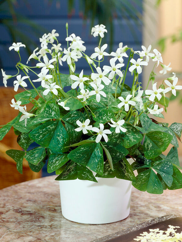 Oxalis triangularis 'Irish Mist', commonly known as False Shamrock or Wood Sorrel