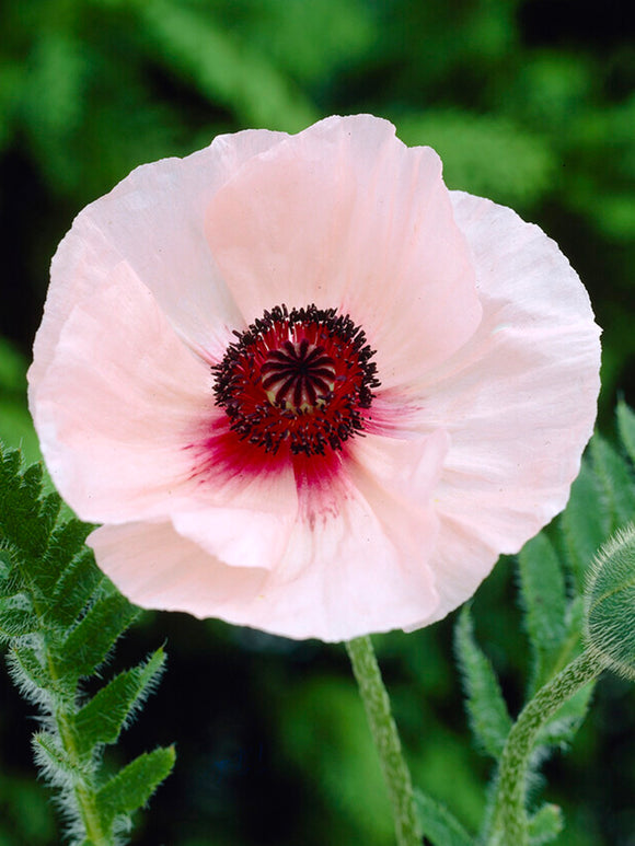 Papaver Karine (Oriental Poppy) (Copy)