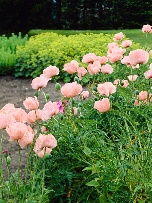 Papaver Mrs Perry (Oriental Poppy)