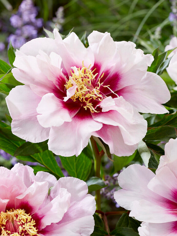 Peony Cora Louise