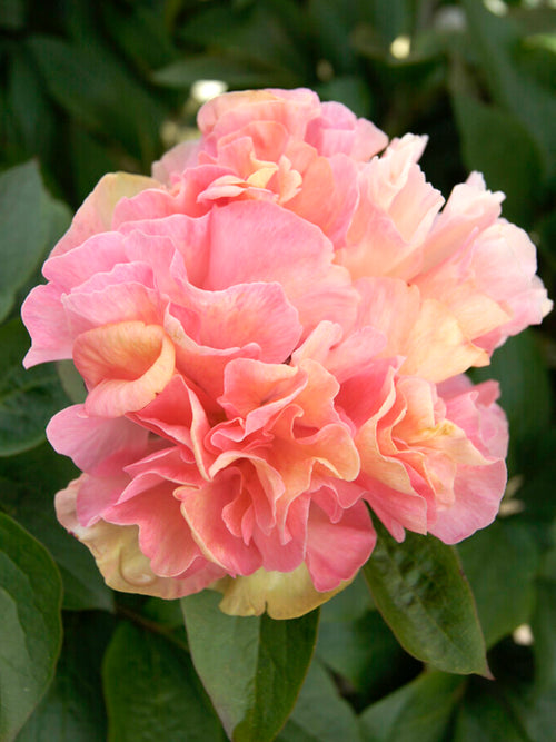 Peony Lois Choice