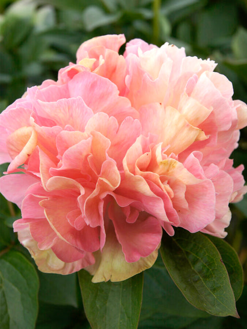 Peony Lois Choice | Extraordinary Peonies | DutchGrown™