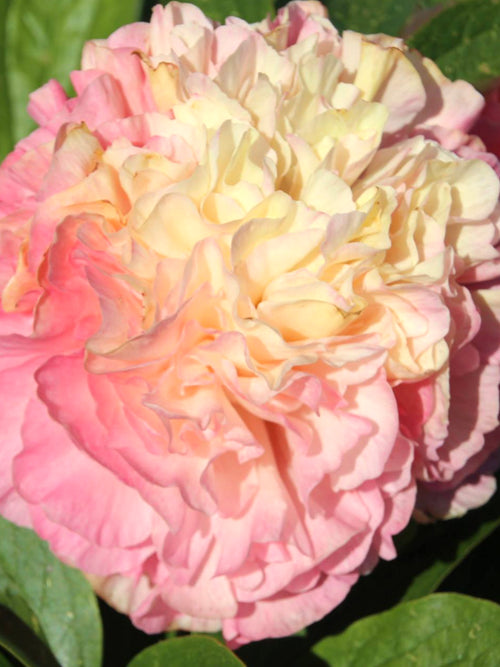 Peony Lois Choice | Extraordinary Peonies | DutchGrown™