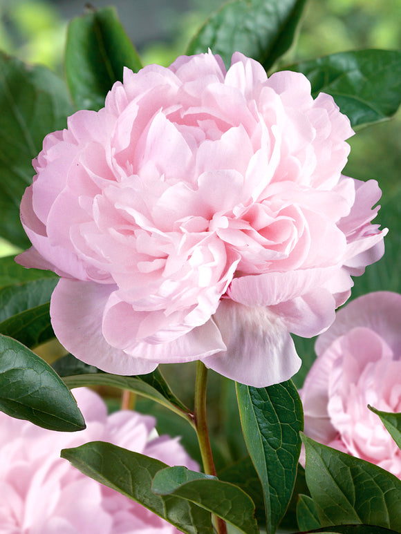 Peony Nancy Nora