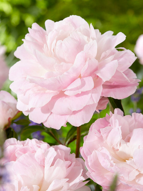 Peony Nancy Nora