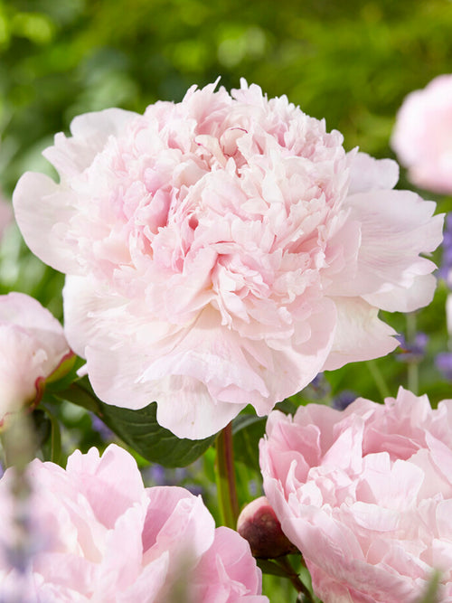 Peony Nancy Nora