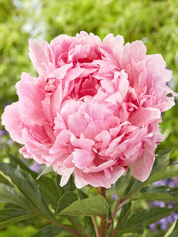 Peony Pietertje Vriend Wagenaar