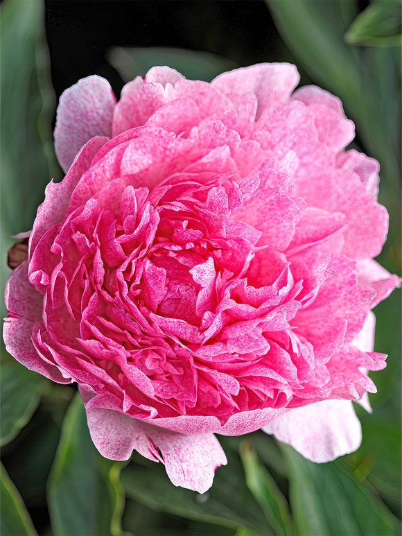 Peony Pietertje Vriend Wagenaar