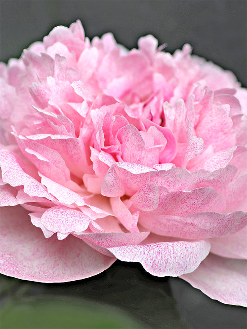 Peony Pietertje Vriend Wagenaar