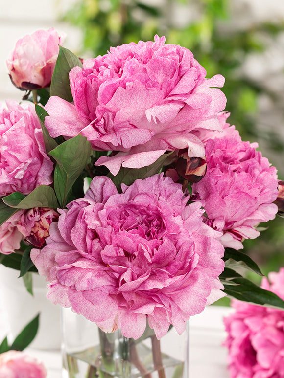 Peony Pietertje Vriend Wagenaar