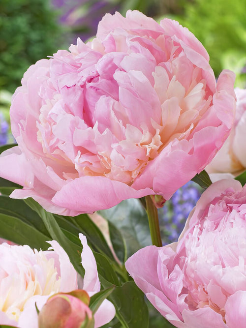 Peony Raspberry Sundae