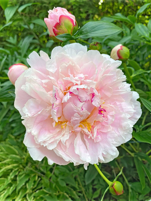 Peony Raspberry Sundae