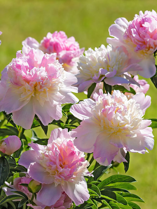 Peony Raspberry Sundae