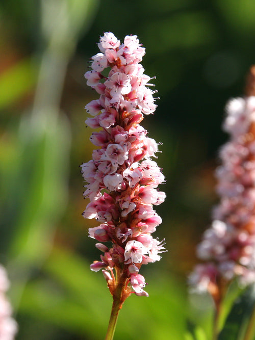 Persicaria affinis 'Kabouter', commonly known as Dwarf Fleeceflower