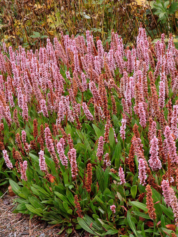 Persicaria affinis 'Kabouter', commonly known as Dwarf Fleeceflower