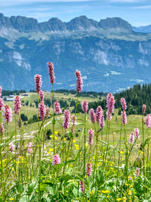 Persicaria Kabouter (Dwarf Fleeceflower)