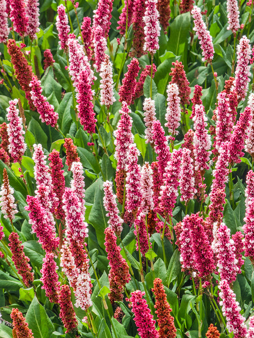 Persicaria affinis 'Kabouter', commonly known as Dwarf Fleeceflower