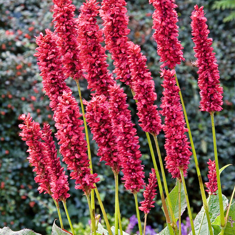 Persicaria amplexicaulis 'Fat Domino', or Mountain Fleeceflower