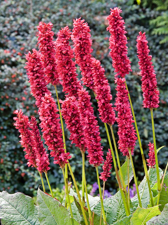 Persicaria amplexicaulis 'Fat Domino', or Mountain Fleeceflower