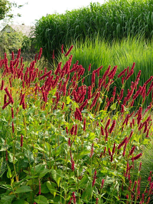 Persicaria amplexicaulis 'Fat Domino', or Mountain Fleeceflower