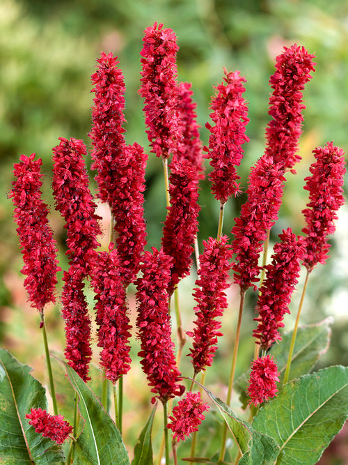 Persicaria amplexicaulis 'Fat Domino', or Mountain Fleeceflower