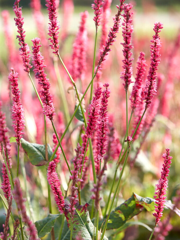 Persicaria amplexicaulis 'Summer Dance', or Mountain Fleeceflower