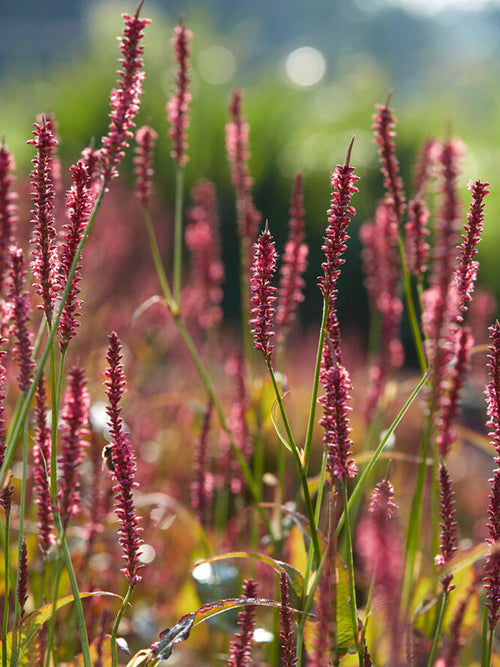 Persicaria amplexicaulis 'Summer Dance', or Mountain Fleeceflower