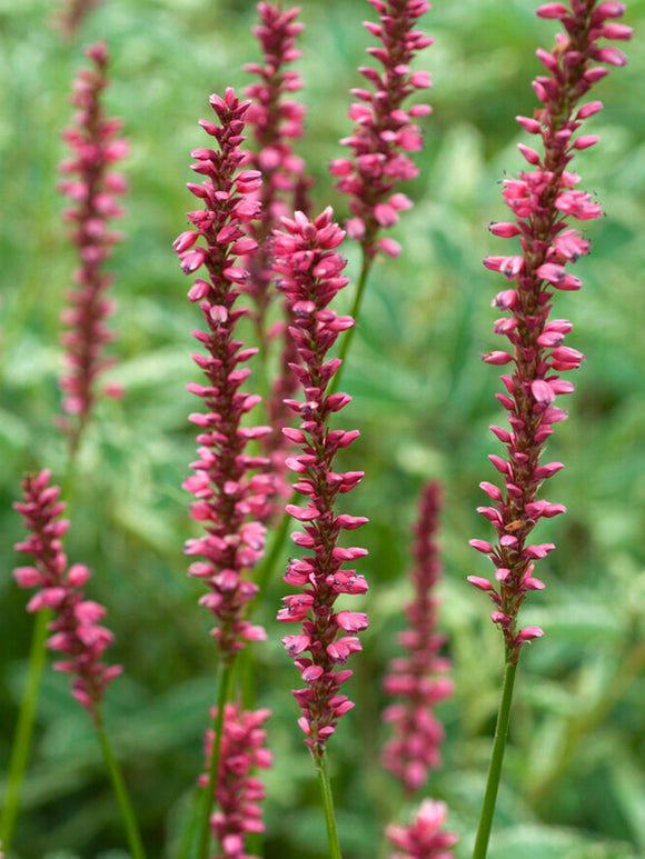 Persicaria amplexicaulis 'Summer Dance', or Mountain Fleeceflower