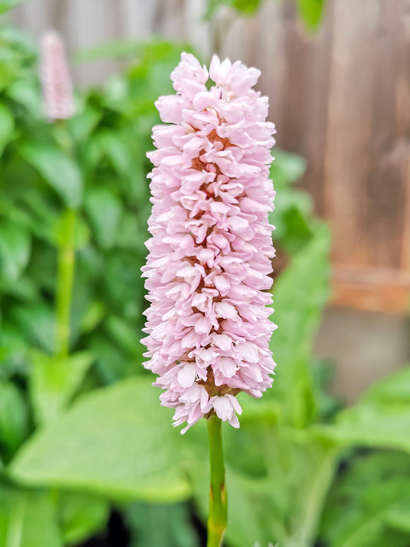 Persicaria bistorta 'Superba', commonly known as Mountain Fleeceflower