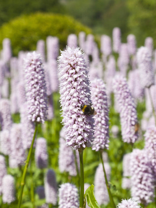 Persicaria bistorta 'Superba', commonly known as Mountain Fleeceflower