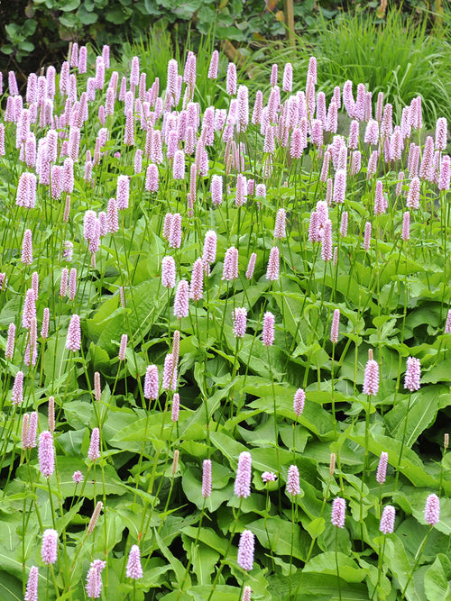 Persicaria bistorta 'Superba', commonly known as Mountain Fleeceflower