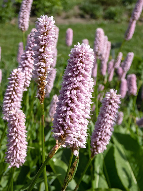 Persicaria bistorta 'Superba', commonly known as Mountain Fleeceflower