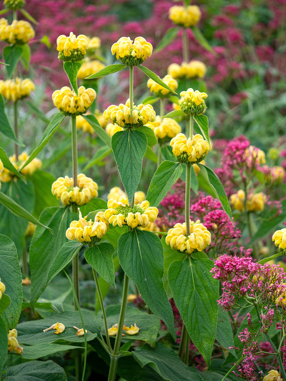 Phlomis Russeliana, commonly known as Jerusalem Sage