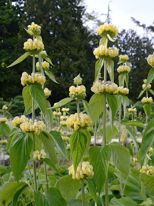 Phlomis Russeliana, commonly known as Jerusalem Sage