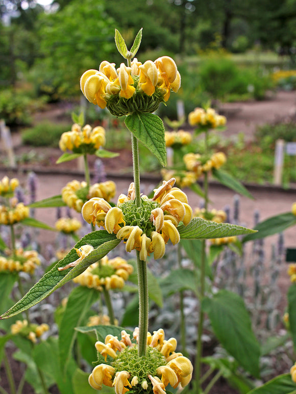 Phlomis Russeliana, commonly known as Jerusalem Sage