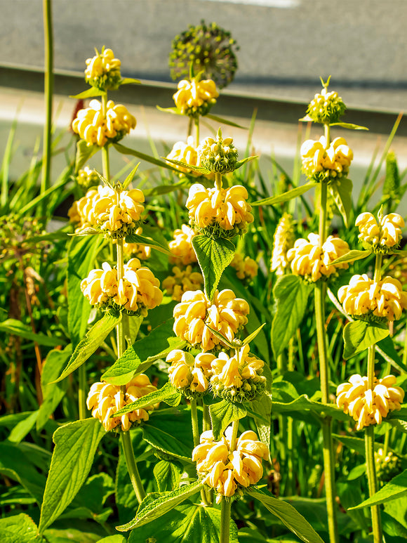 Phlomis Russeliana, commonly known as Jerusalem Sage