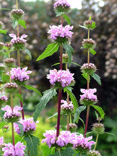 Phlomis tuberosa Bronze Flamingo (Jerusalem Sage)